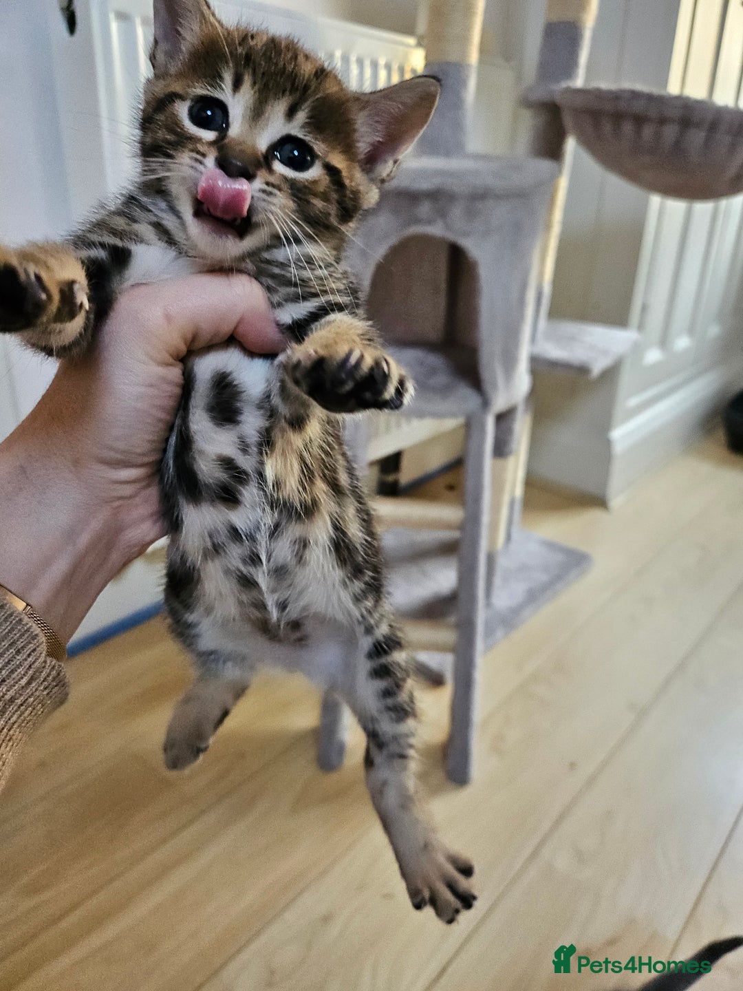 Savannah cats for sale: Beautiful Savannah cross kittens for sale - Advert 9