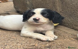 Cocker Spaniel dogs for sale: Working cocker spaniel last girl available  - Image 2