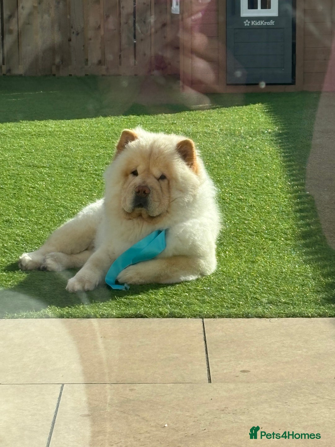 Chow Chow dogs for sale: ❤️ Heartbreaking Rehoming Chow Needs Forever Home  - Advert 3