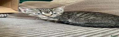 Tabby female