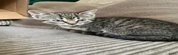 Mixed Breed cats for sale: Adorable Kittens for Sale - Advert 10