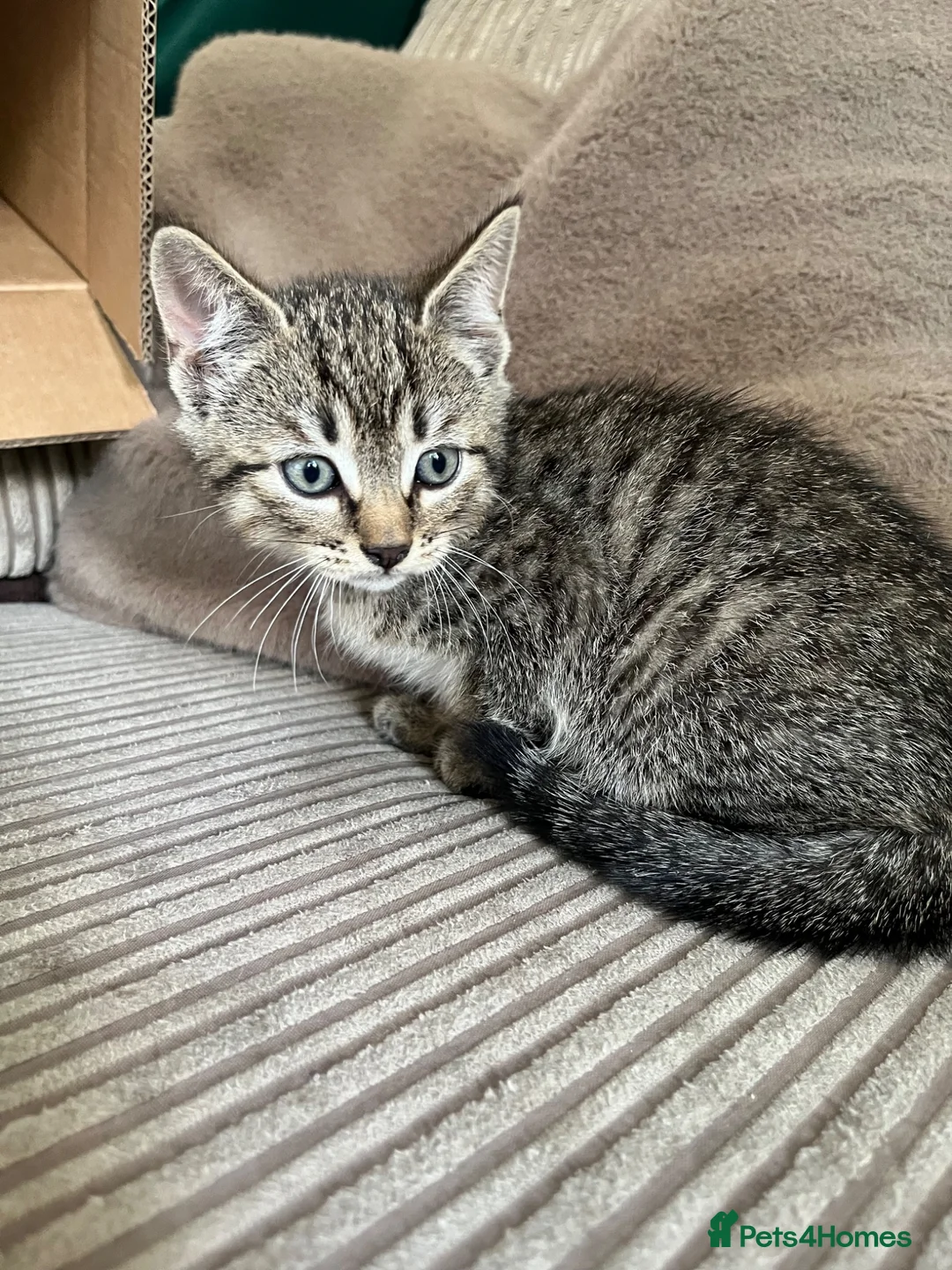 Mixed Breed cats for sale: Adorable Kittens for Sale - Advert 10
