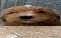 Mini Goldendoodle dogs for sale: F1 miniature golden doodle puppies  - Image 7