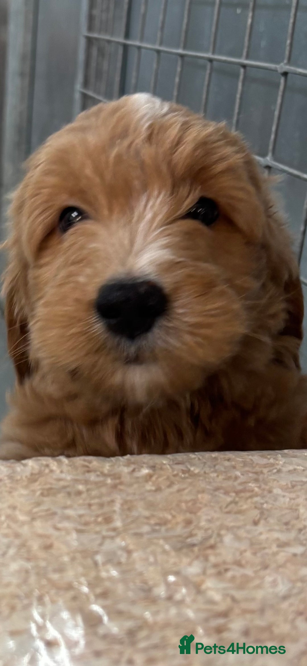 Mini Goldendoodle dogs for sale: F1 miniature golden doodle puppies  - Image 7