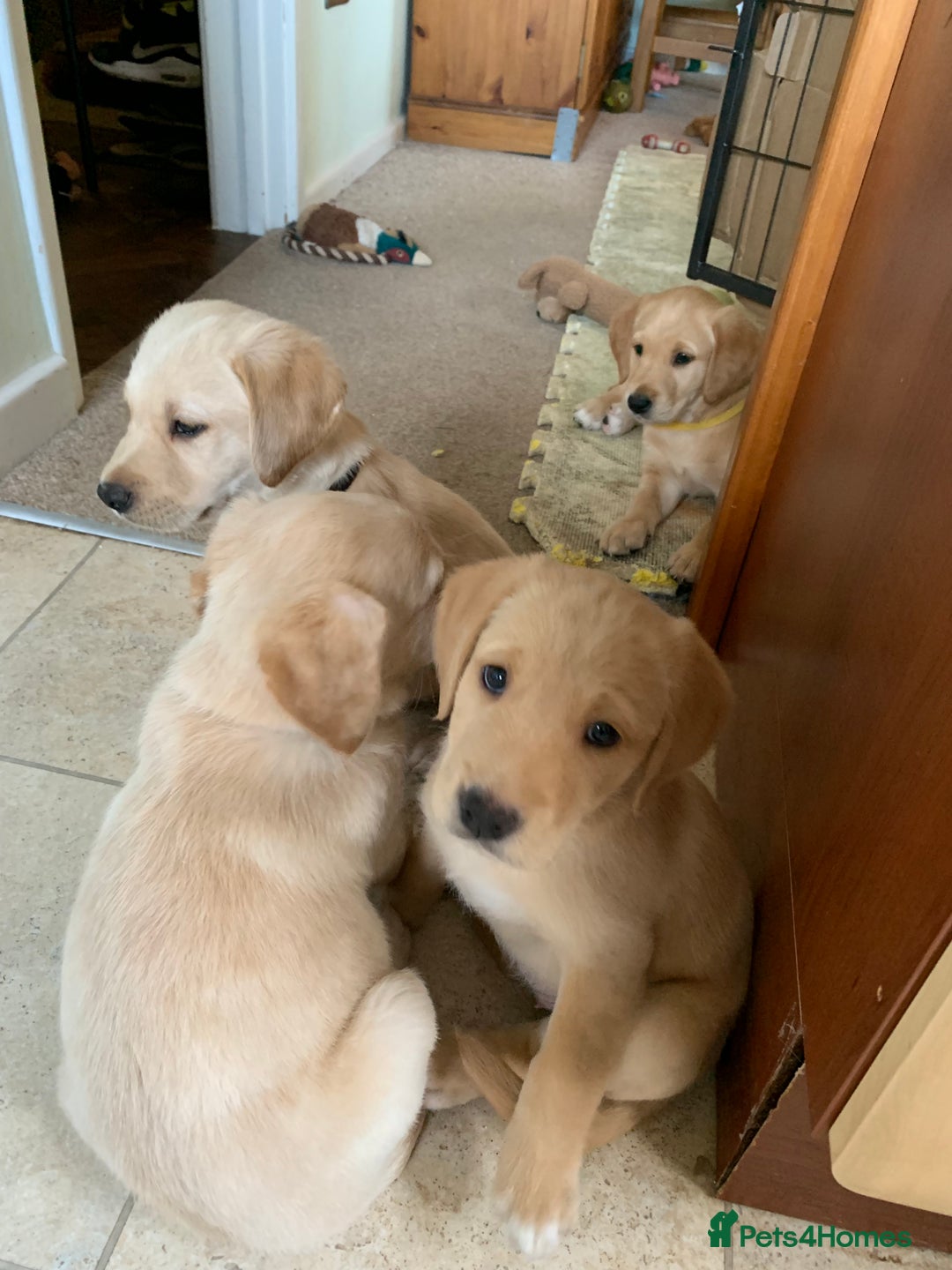 Goldador dogs for sale:  3 Very cute goldador female puppies  - Advert 4