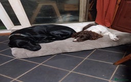 Springador dogs for sale: Dexter - Advert 2