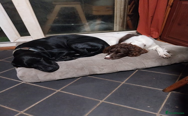 Springador dogs Dexter - Advert 5