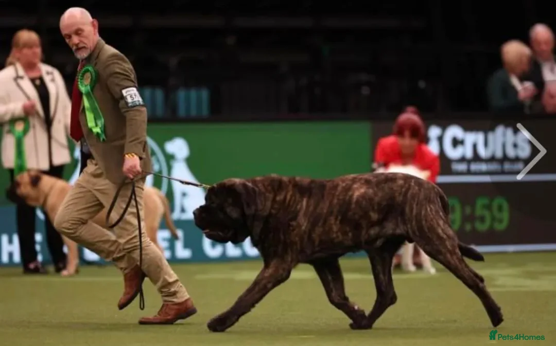 Mastiff dogs for sale: Outstanding English Mastiff - Advert 9