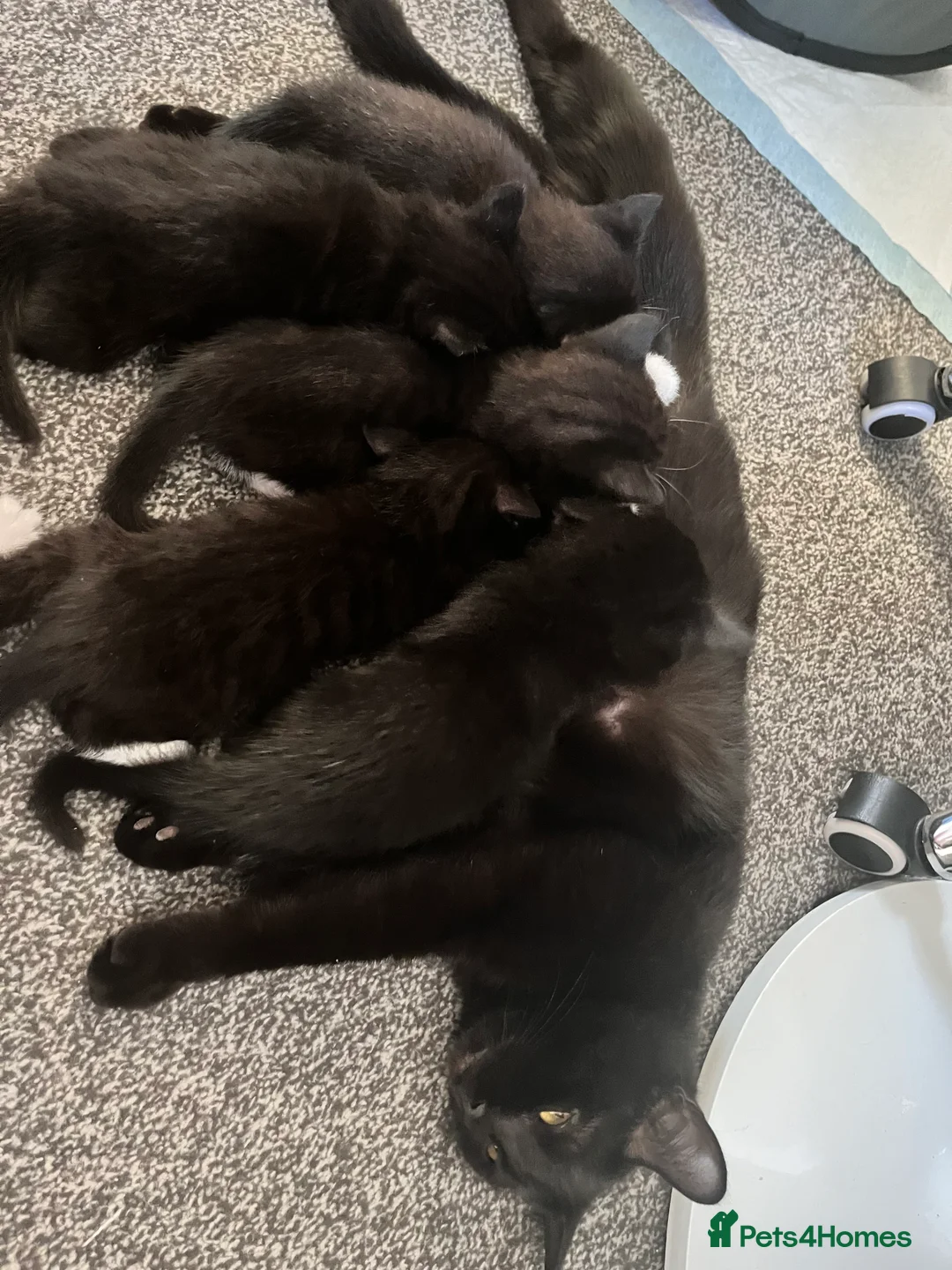 Mixed Breed cats for sale: 4 lovely kittens  - Advert 16