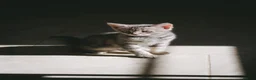Mixed Breed cats for sale: 🐾 Last male kitten Looking for forever home  - Advert 4