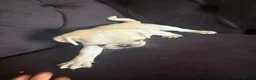 Pug dogs for sale: Pug Puppies - Advert 13