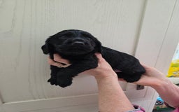 Cocker Spaniel dogs for sale: LAST BOY REMAINING REDUCED kc reg! Cocker spaniel - Image 20