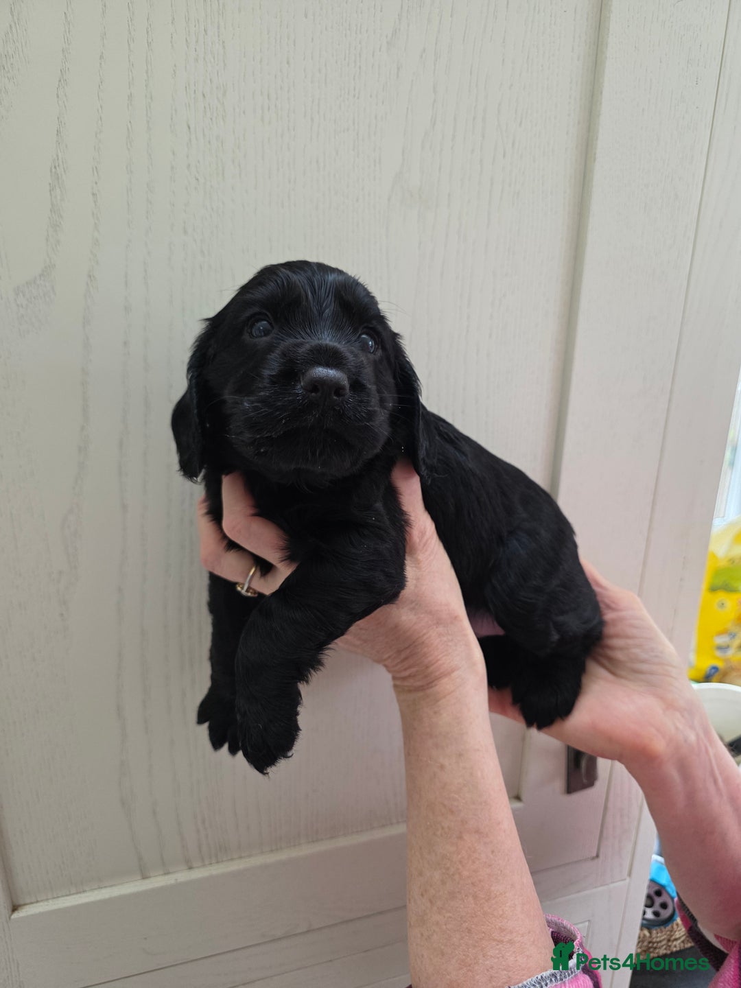 Cocker Spaniel dogs for sale: LAST BOY REMAINING REDUCED kc reg! Cocker spaniel - Image 20