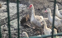 Ducks poultry for sale: Muscovy Duck and Ducklings  - Image 1