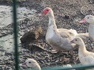 Ducks poultry - Advert 8