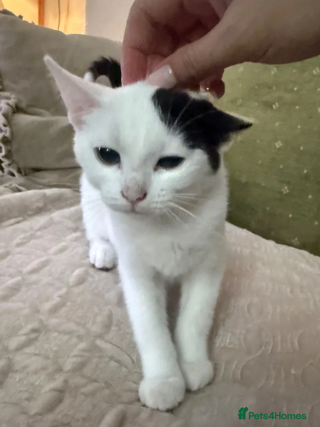 Mixed Breed cats for sale: Mixed breed Kittens - Advert 10