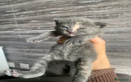 Mixed Breed cats for sale: 5 beautiful mixed British short hair  ✨ - Image 12