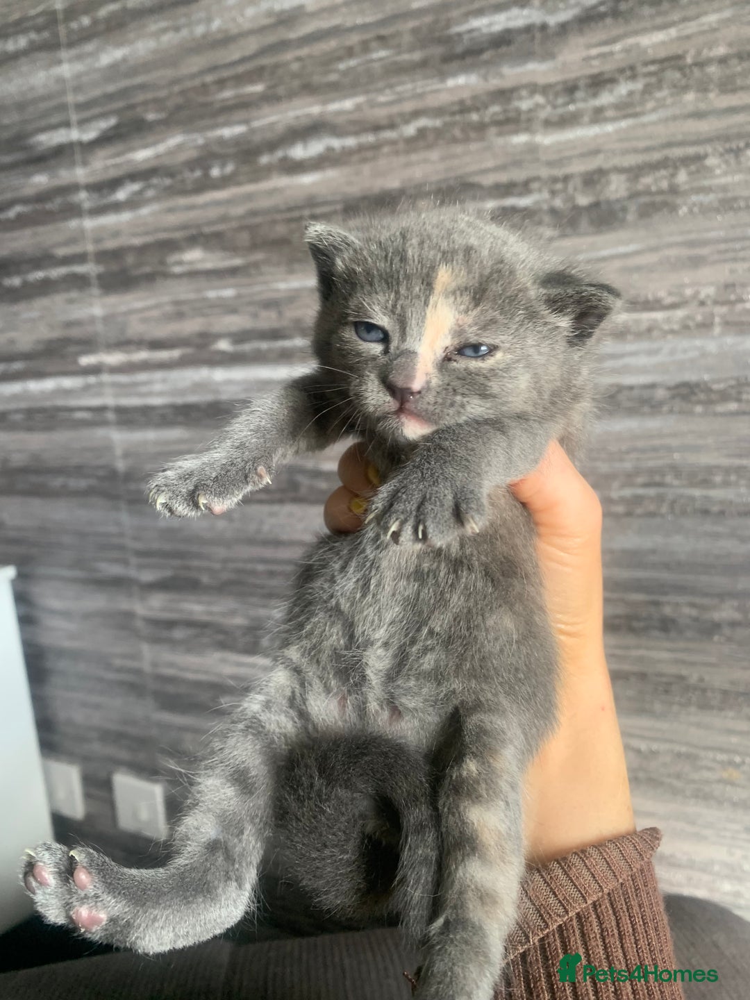 Mixed Breed cats for sale: 5 beautiful mixed British short hair  ✨ - Image 12