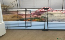 Guinea Pig rodents for sale: 2 male guinea pigs - Image 4