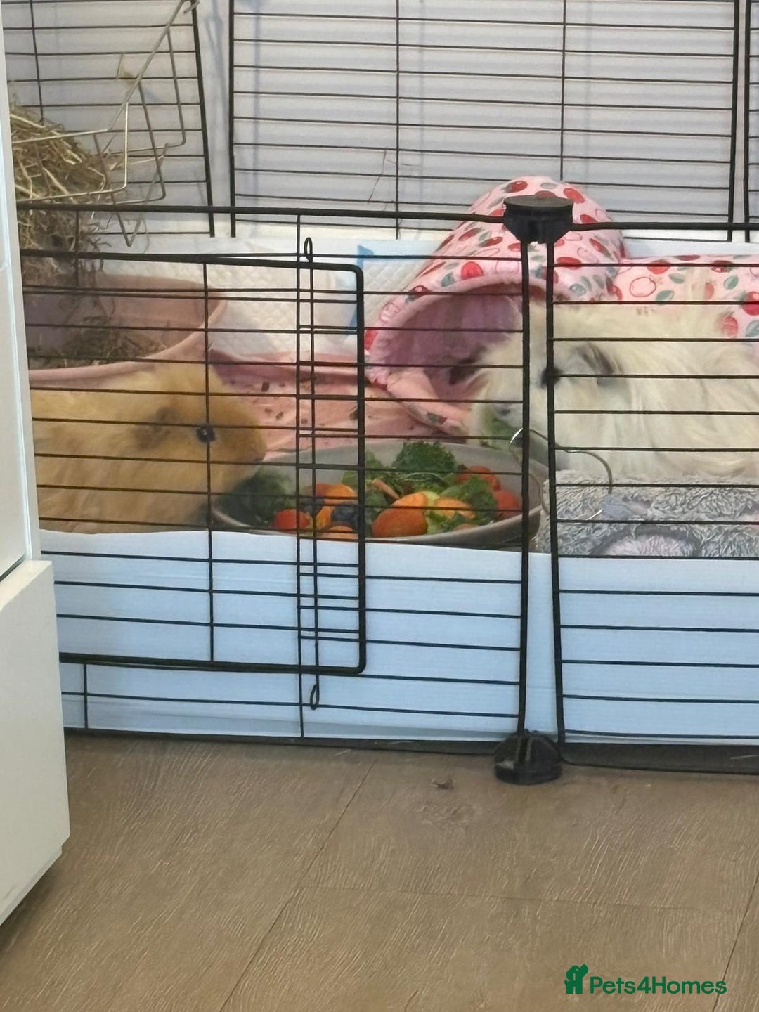 Guinea Pig rodents for sale: 2 male guinea pigs - Image 4