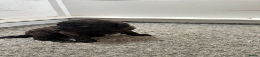 Mastiff Puppy 7
