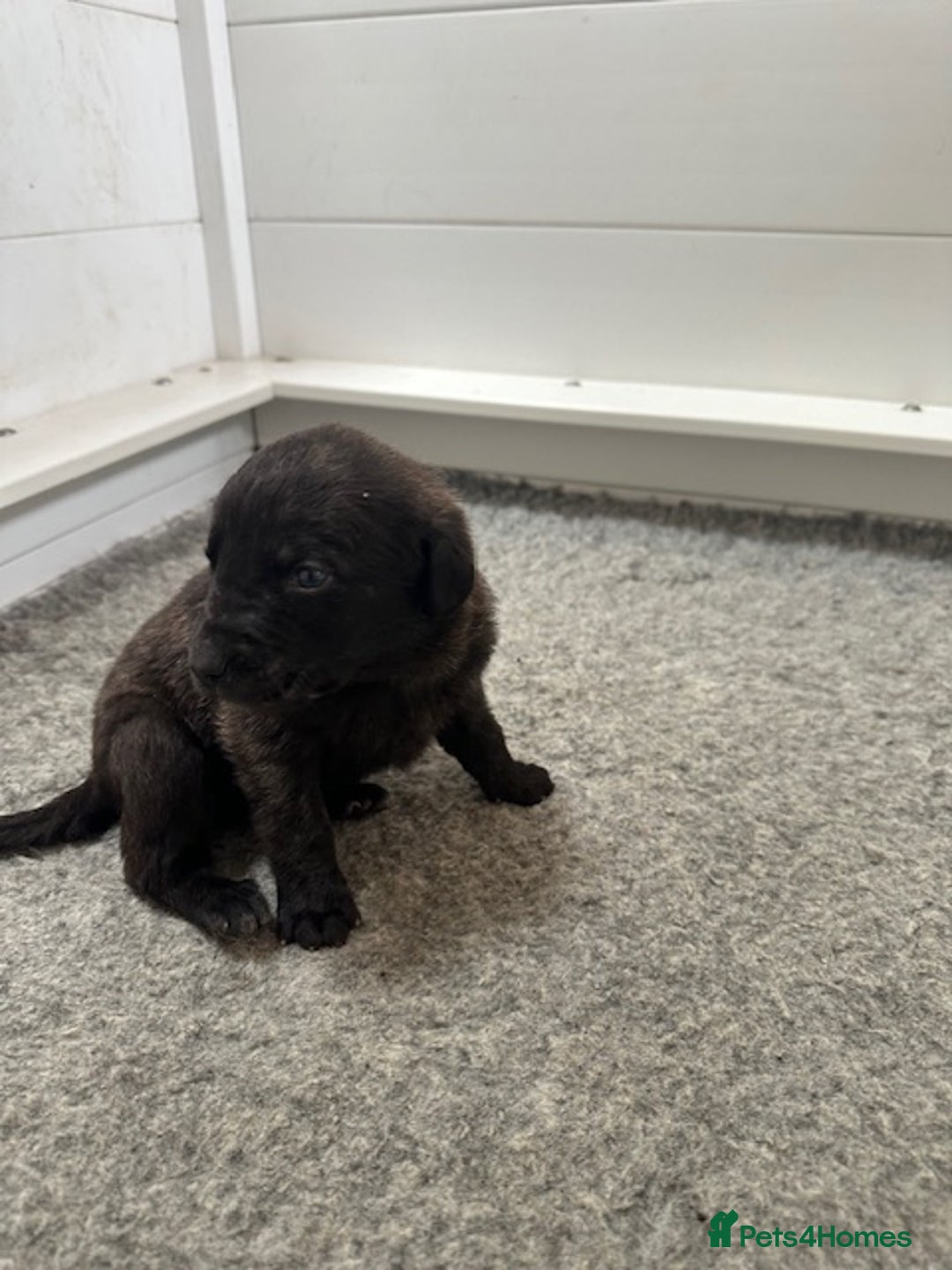 Mastiff dogs for sale: Pedigree Puppies of our Portuguese cattle dogs. - Image 12