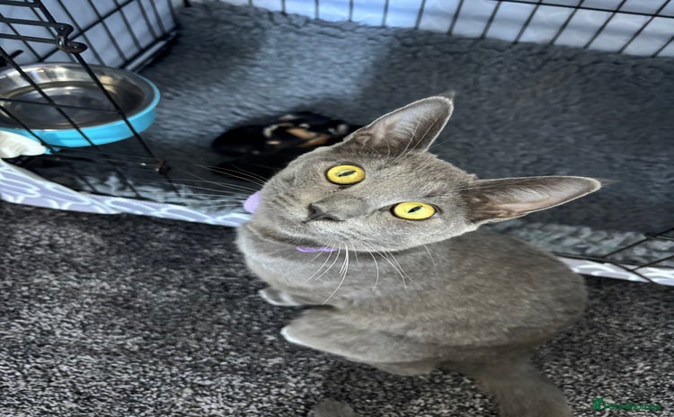 Mixed Breed cats - Advert 1