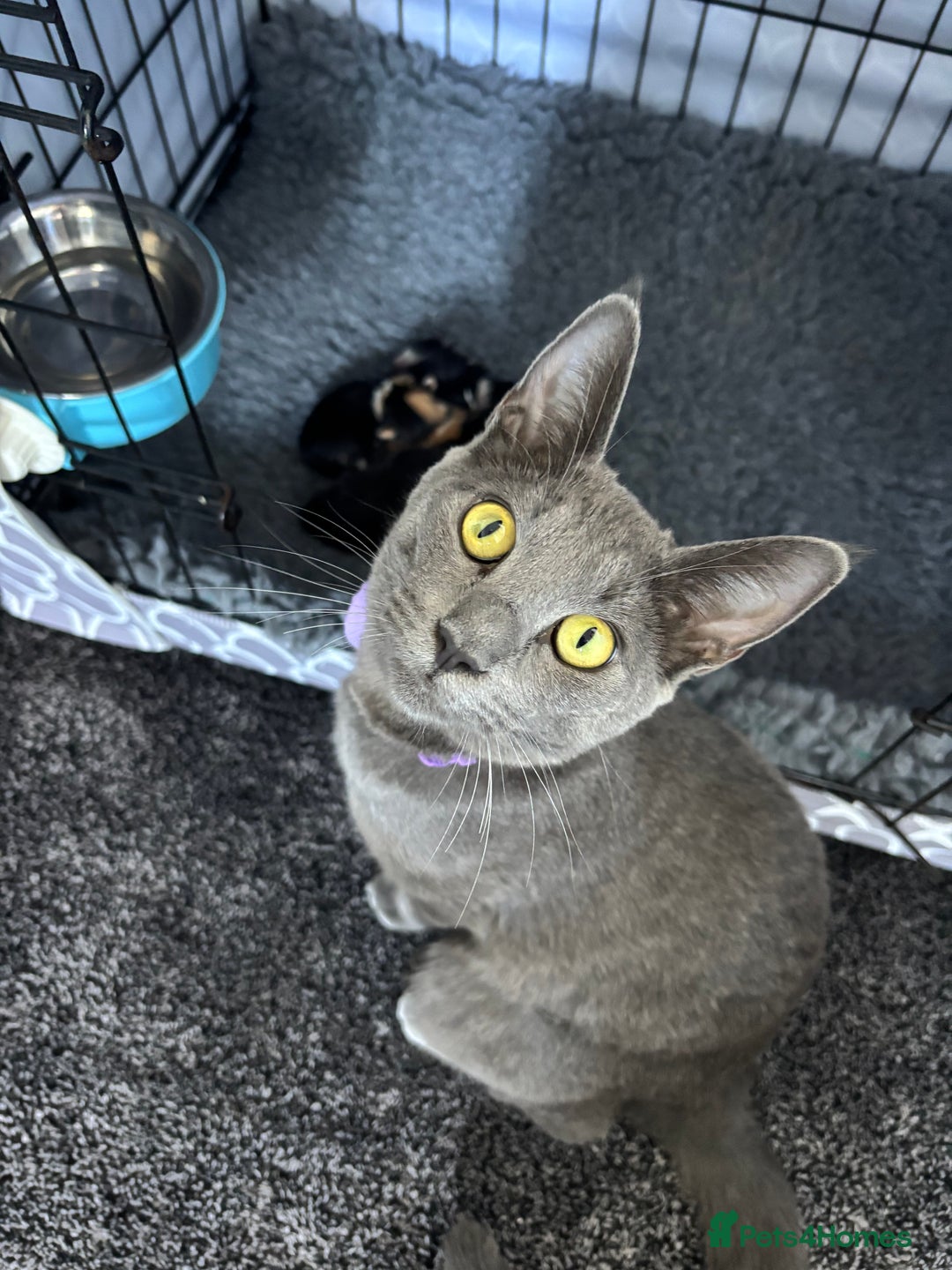 Mixed Breed cats for sale: 🌟Beautiful Oriental x Maine Coon Kittens🌟 - Image 1