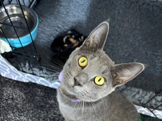 Mixed Breed cats for sale - Advert 1