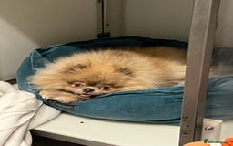 Pomeranian dogs for sale: Teddybear cuddly Retired spayed 1-2 years old  - Image 3