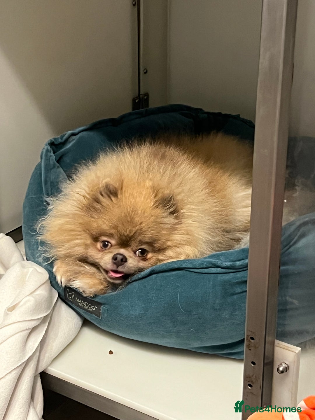Pomeranian dogs for sale: Teddybear cuddly Retired spayed 1-2 years old  - Image 3