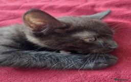 Mixed Breed cats for sale: 12 weeks old boy looking for a new home  - Image 2