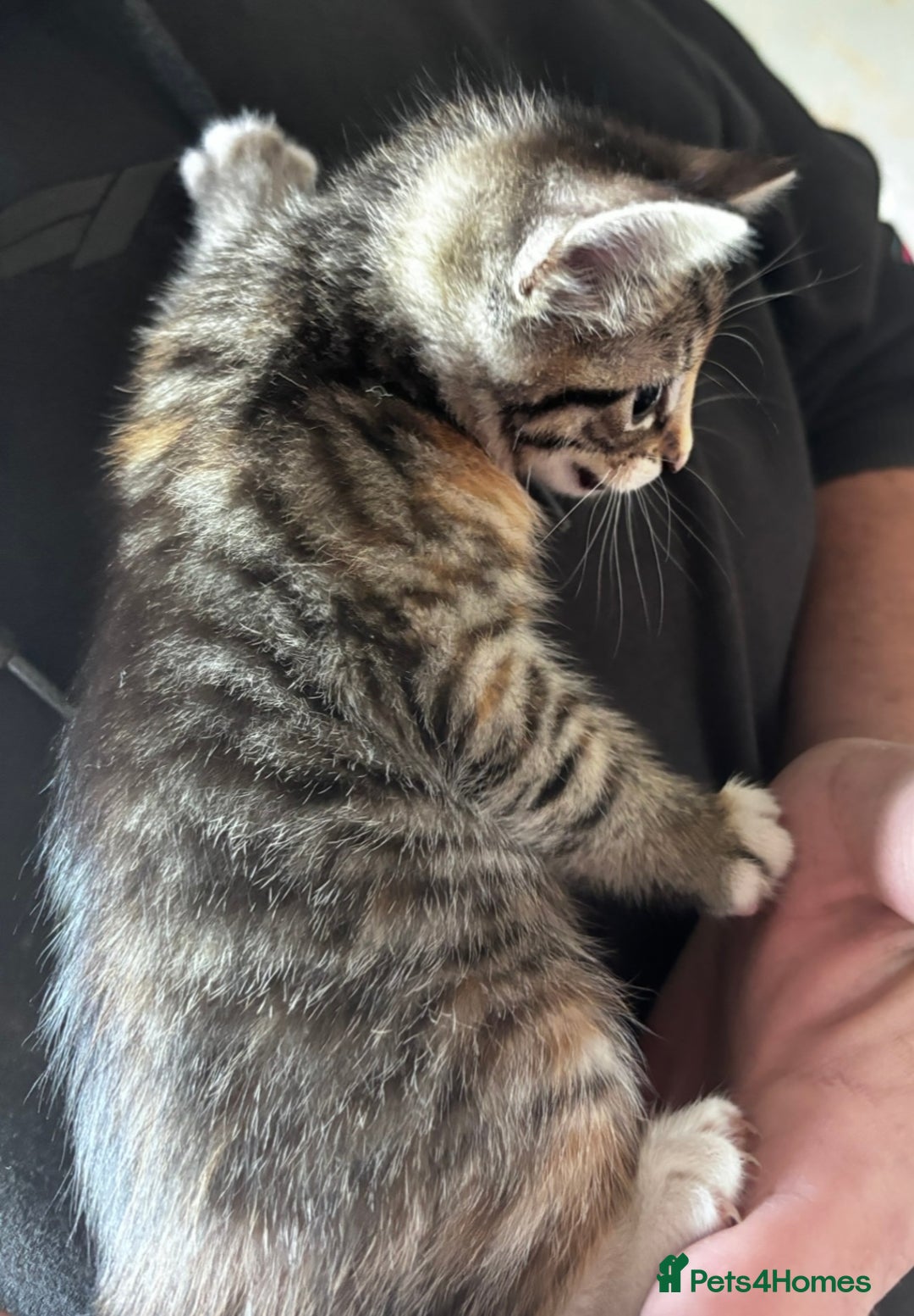 Mixed Breed cats for sale: Gorgeous kittens ready now 😍 x1 boy x2 girls  - Image 5