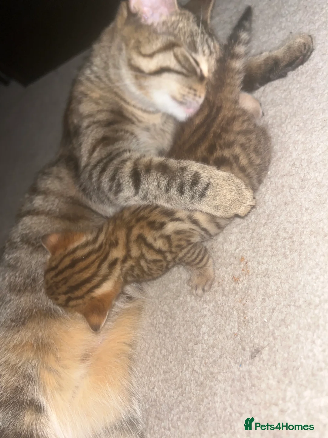 Bengal cats for sale: Male bengal kitten in Sheffield - Advert 2