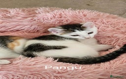 Mixed Breed cats for adoption: Pingu the rescue kitten needs forever home - Image 1