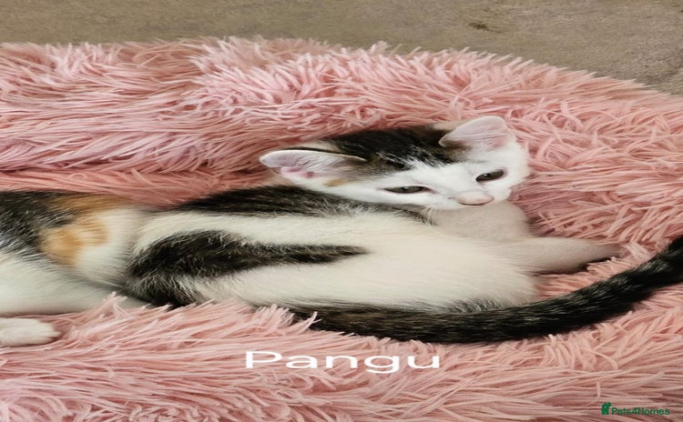 Mixed Breed cats - Advert 5