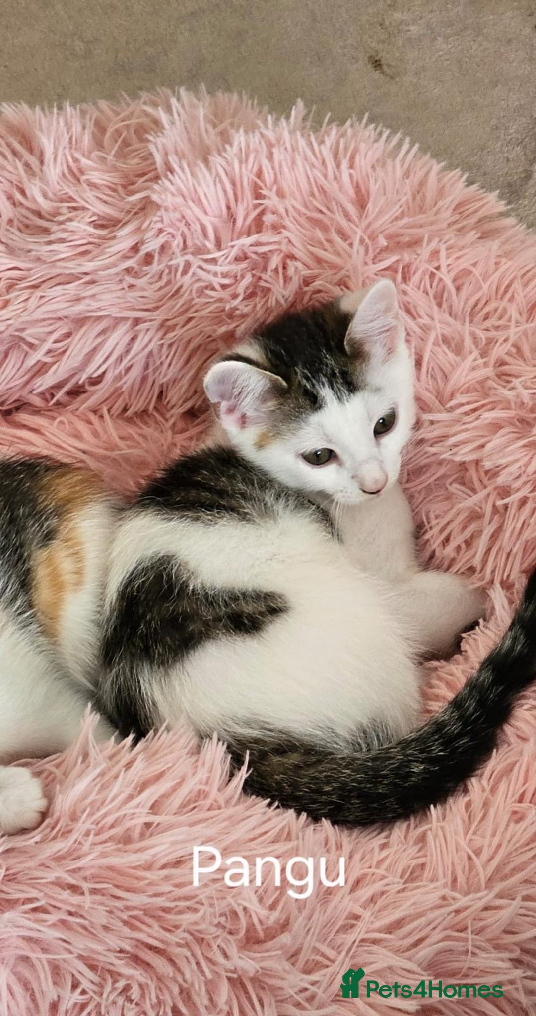 Mixed Breed cats for adoption: Pingu the rescue kitten needs forever home - Image 1