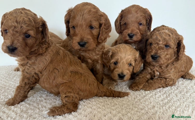 Cockapoo dogs - Advert 5