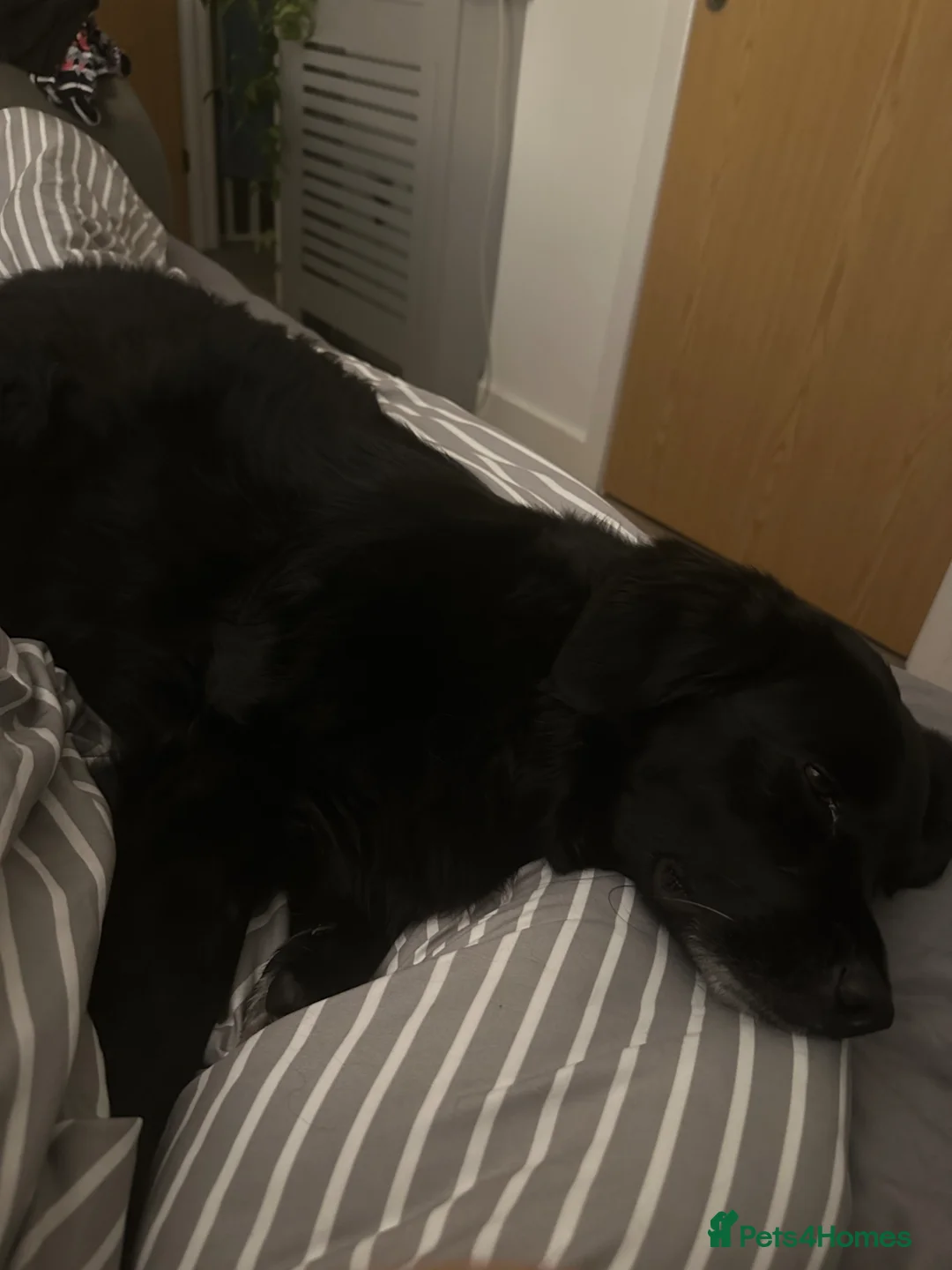 Mixed Breed dogs for sale: Meet Nero your new furry best friend - Advert 2