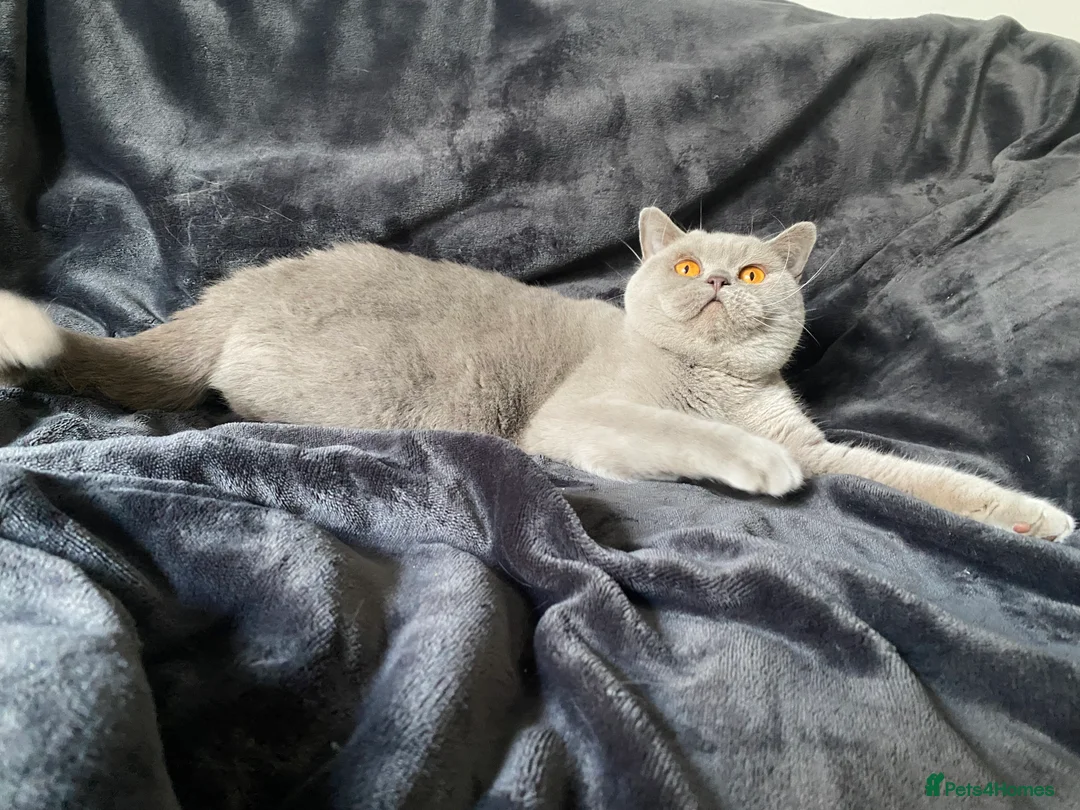 British Shorthair cats for stud: Championline Lilac Stud in Northolt - Advert 4
