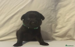 Labrador Retriever dogs for sale: KC registered Labrador puppies - Image 6