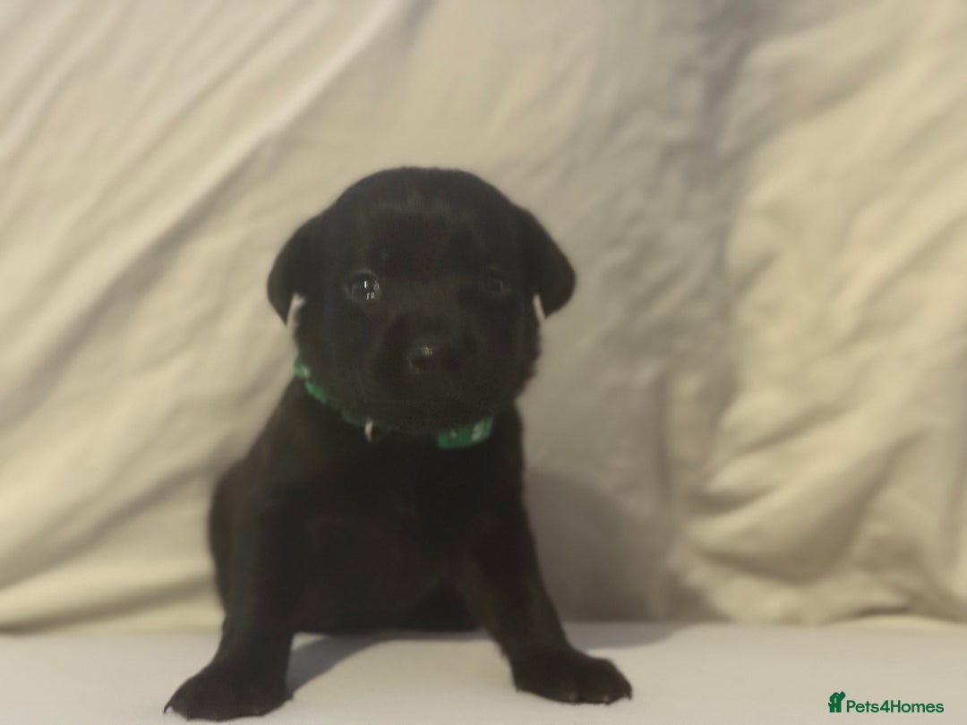Labrador Retriever dogs for sale: KC registered Labrador puppies - Image 6