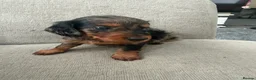 Miniature Dachshund dogs for sale: Stunning Miniature Dachshunds  - Advert 17