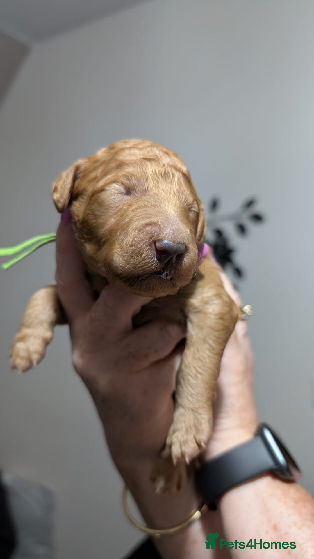 Goldendoodle dogs for sale: Gorgeous Goldendoodles  - Image 29