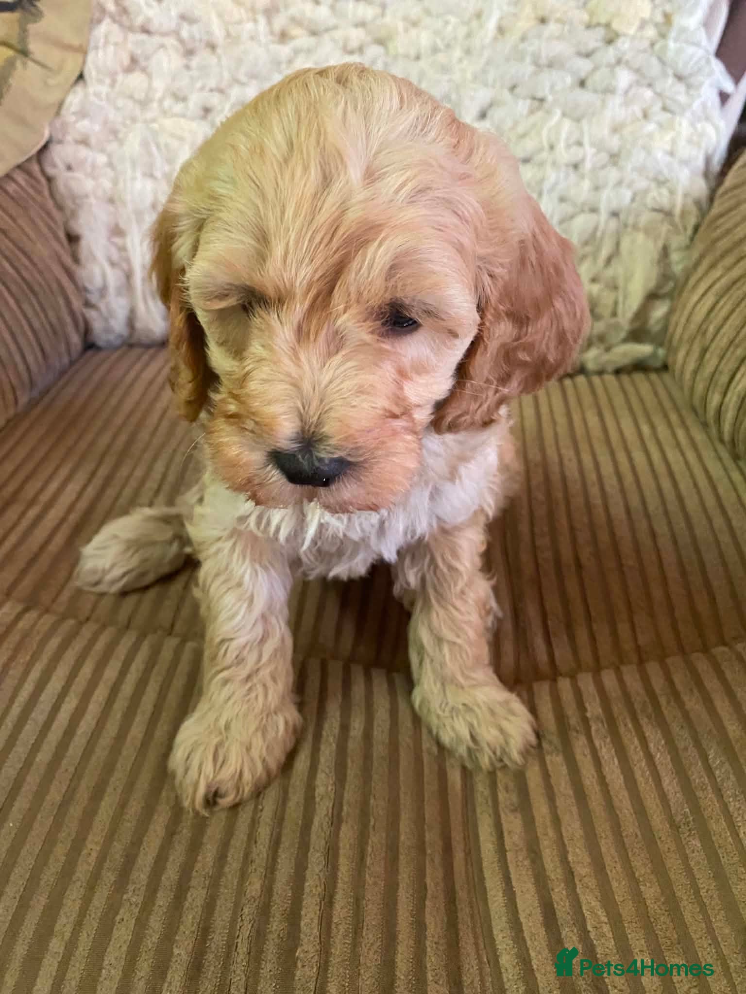Cavapoo dogs Cavapoo F2B last boy!! !!READY TO GO NOW!! - Advert 5