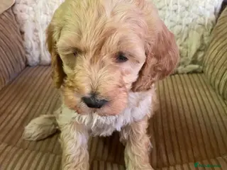 Cavapoo dogs Cavapoo F2B last boy!! !!READY TO GO NOW!! - Advert 5