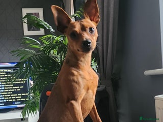 Miniature Pinscher dogs in Halifax - Advert 31