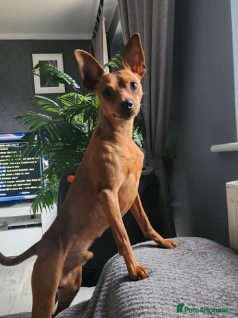 Miniature Pinscher dogs in Halifax - Advert 1