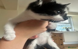 Domestic Shorthair cats for sale: Gorgeous traditional Black and white kittens  - Image 6