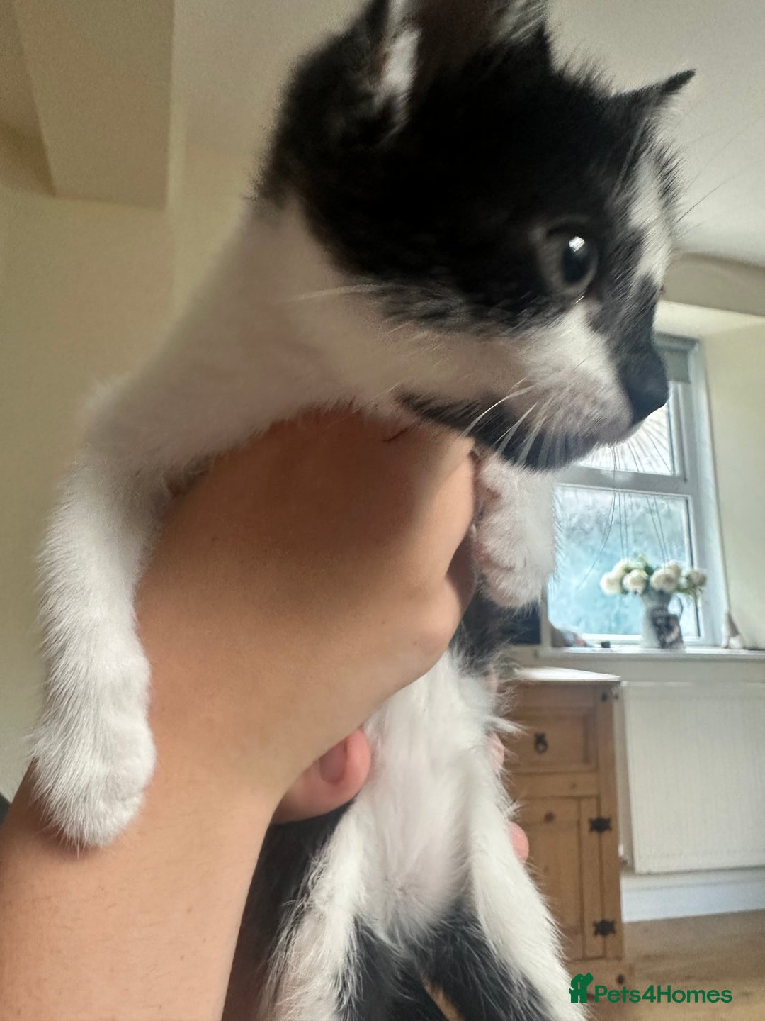 Domestic Shorthair cats for sale: Gorgeous traditional Black and white kittens  - Image 6